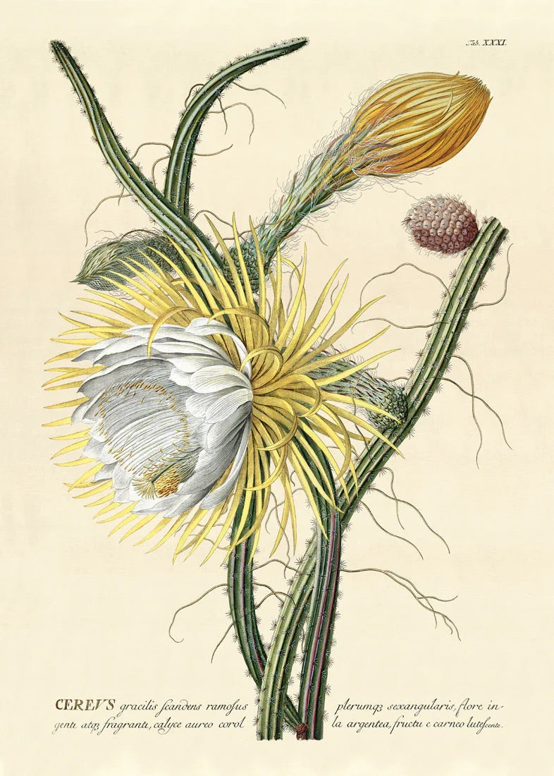 Cerevs Graccilis Scandens Ramofus