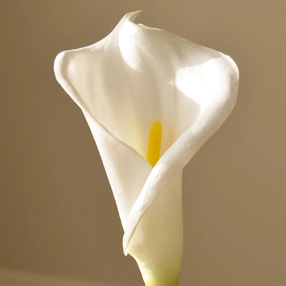 White Calla lily flower 45 cm