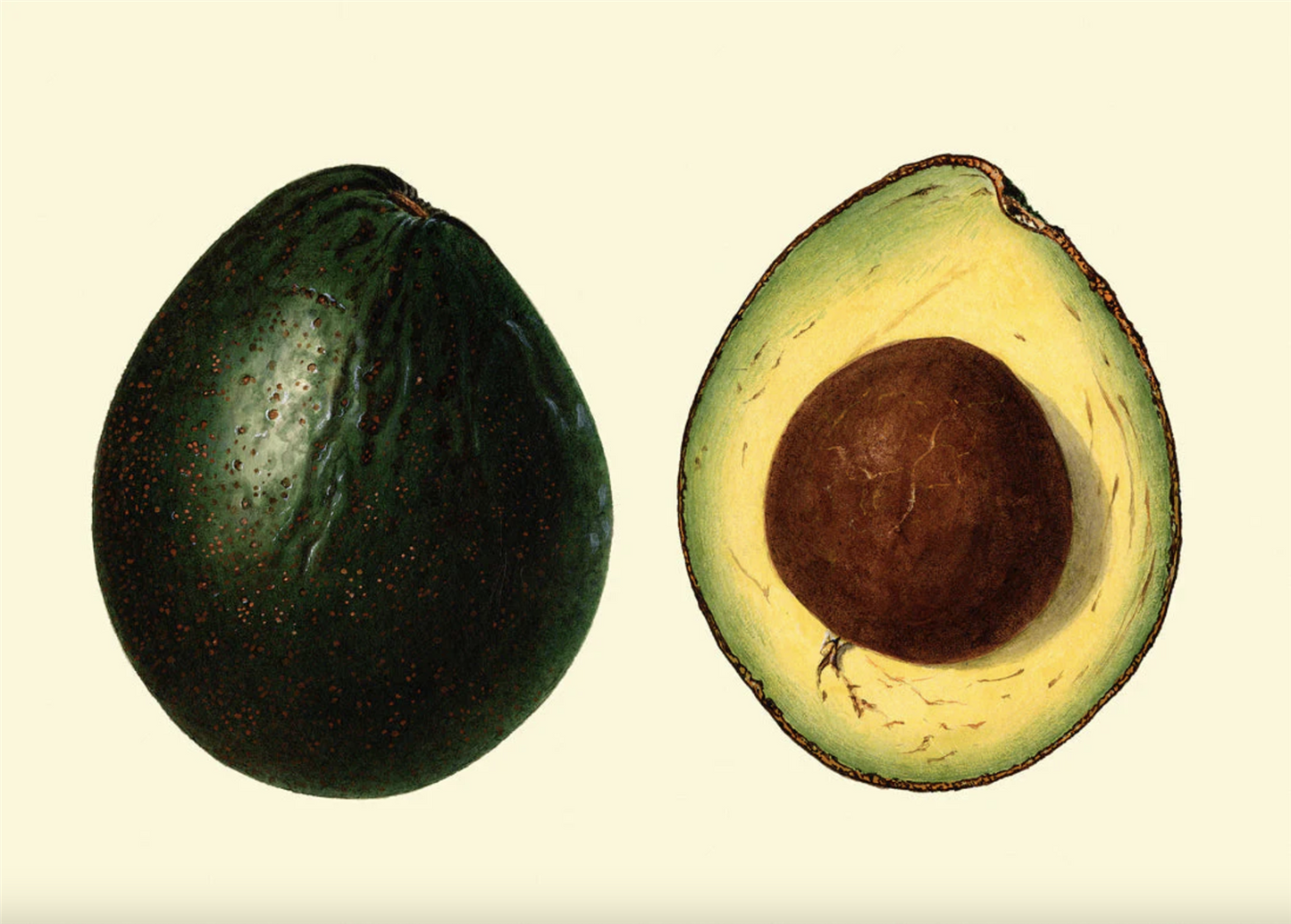 Avocado 30x40, eikeramme