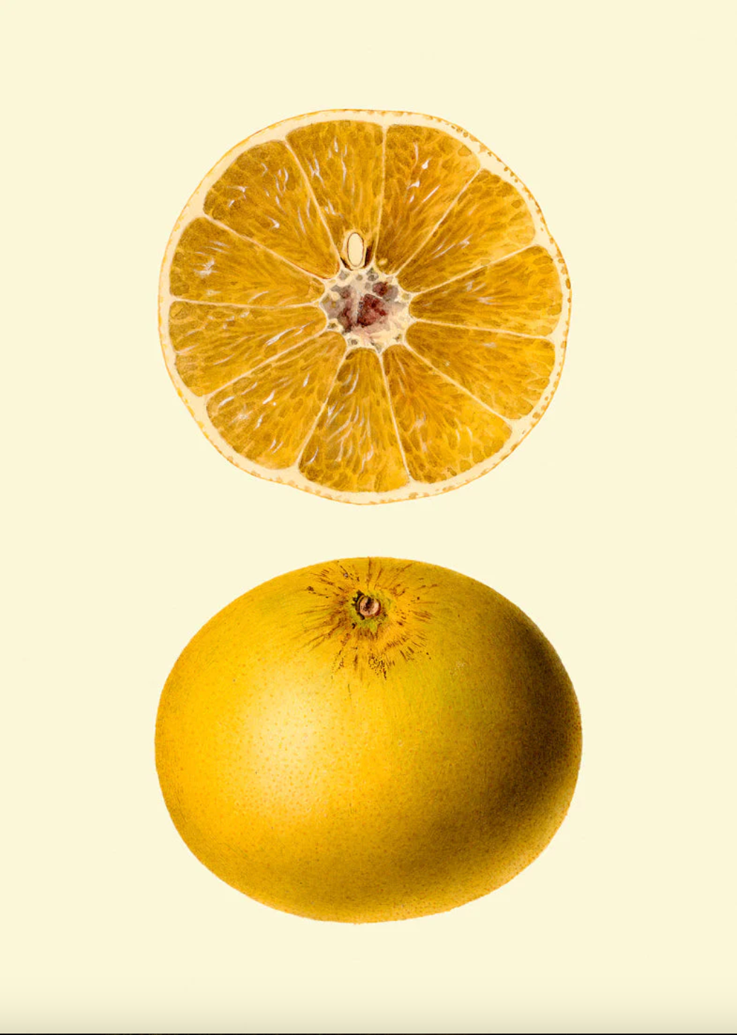 Grapefruit - 70x100 eikeramme