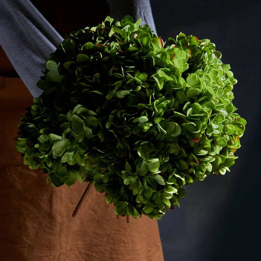 Hydrangea Green