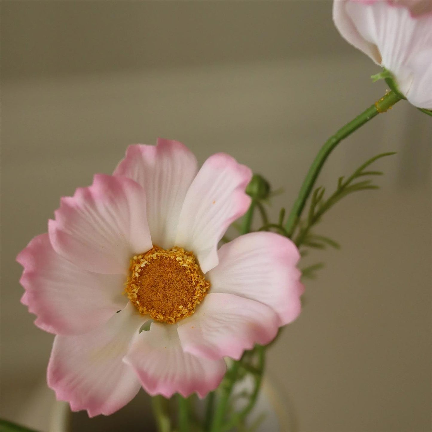 Light pink Large cosmo daisy flower