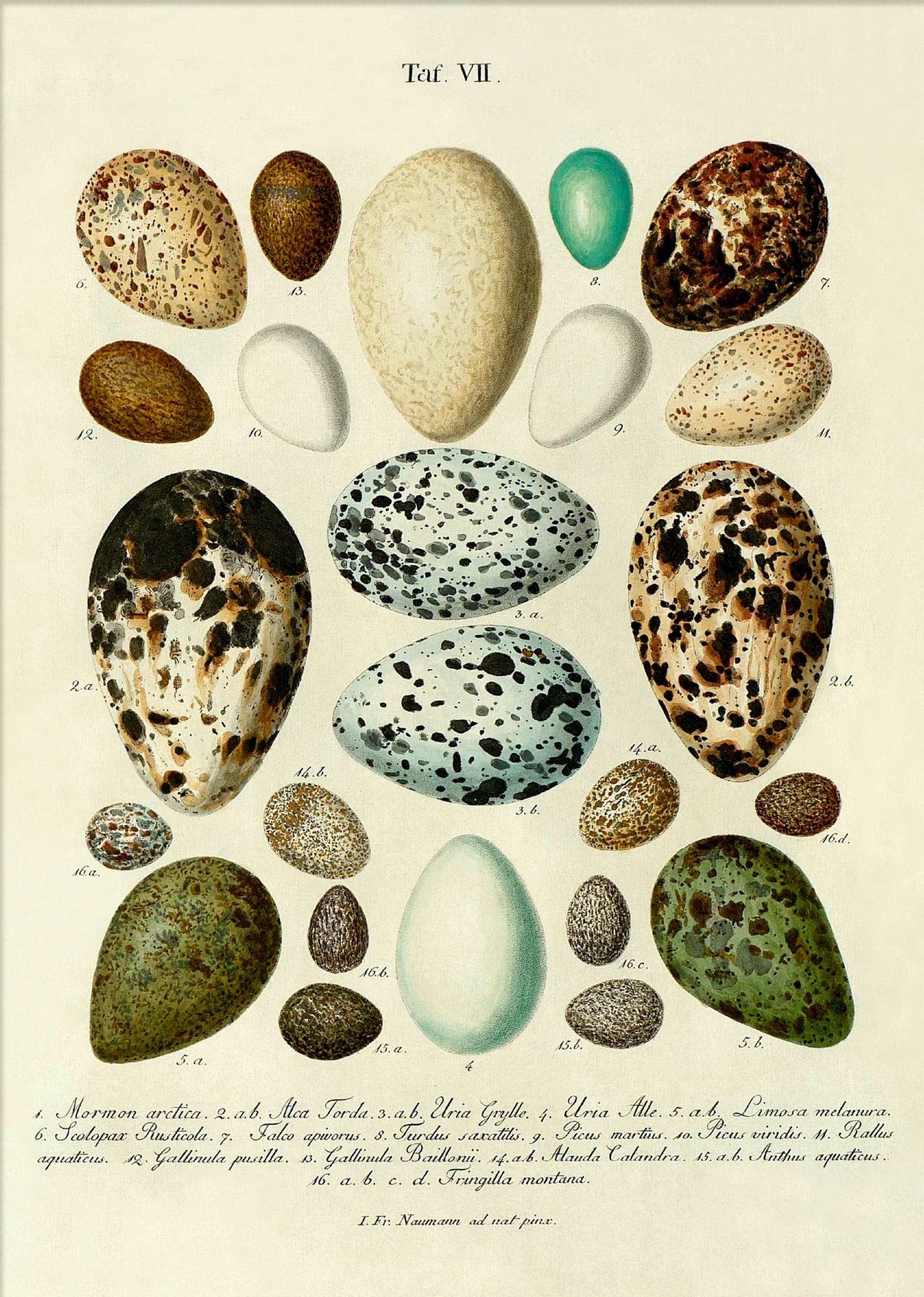 Eggs VII 50x70, eikeramme