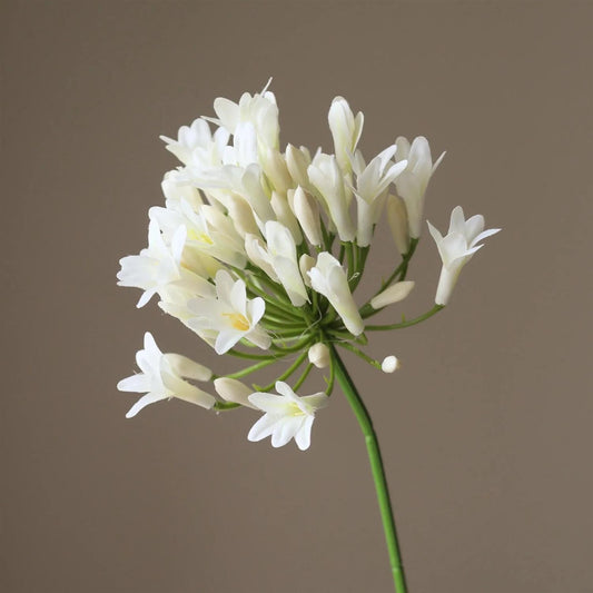 White Agapanthus flower