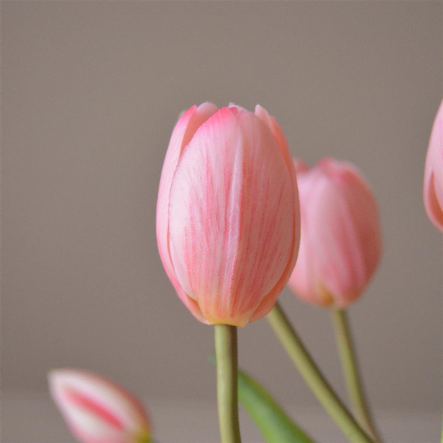 Light pink tulip 5stk