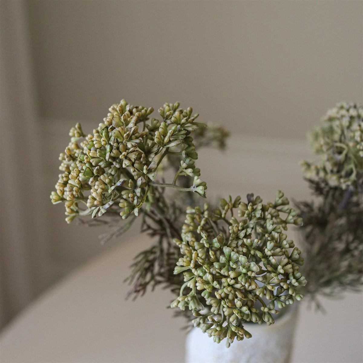 Dark green skimmia berry branch