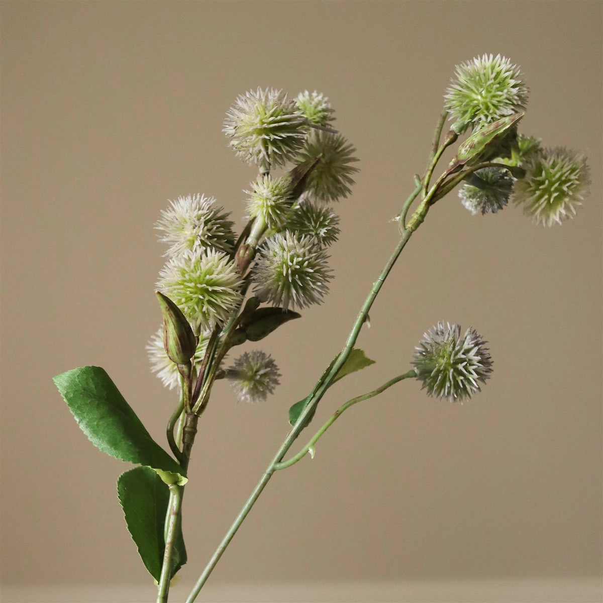 Green Echinops Ritro Thistle ball