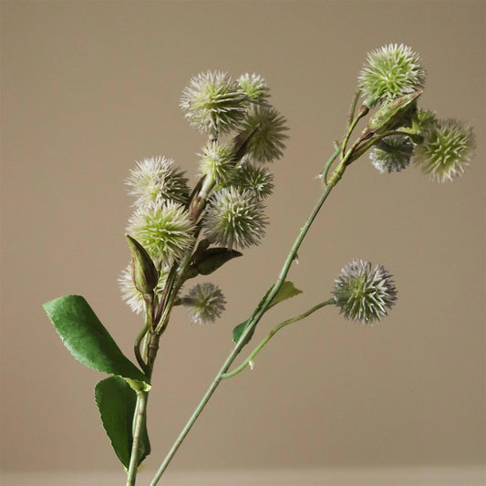 Green Echinops Ritro Thistle ball