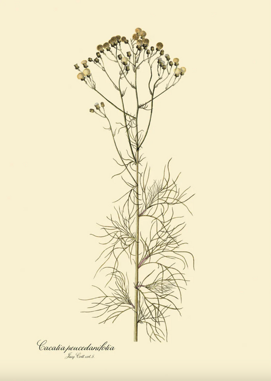 Cacalia Peucedanfolia - 30x40, eikeramme