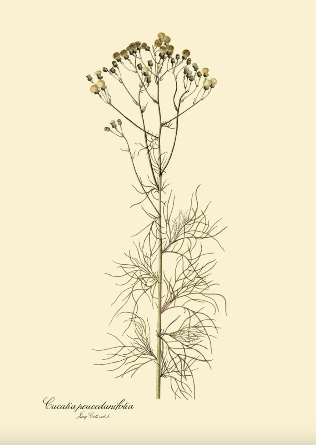 Cacalia Peucedanfolia - 30x40, eikeramme