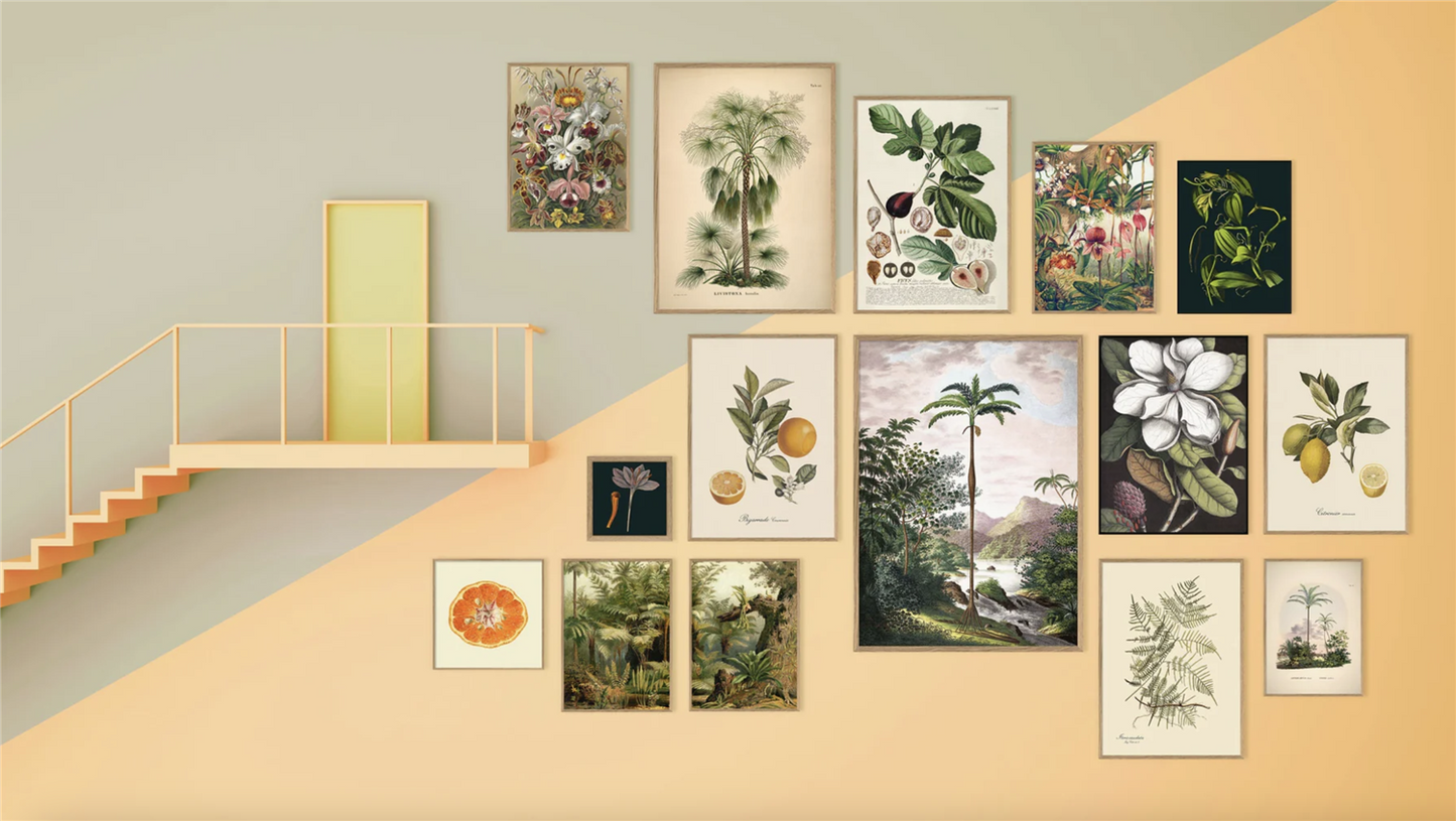 Livistona Humilis - 50x70 eikeramme