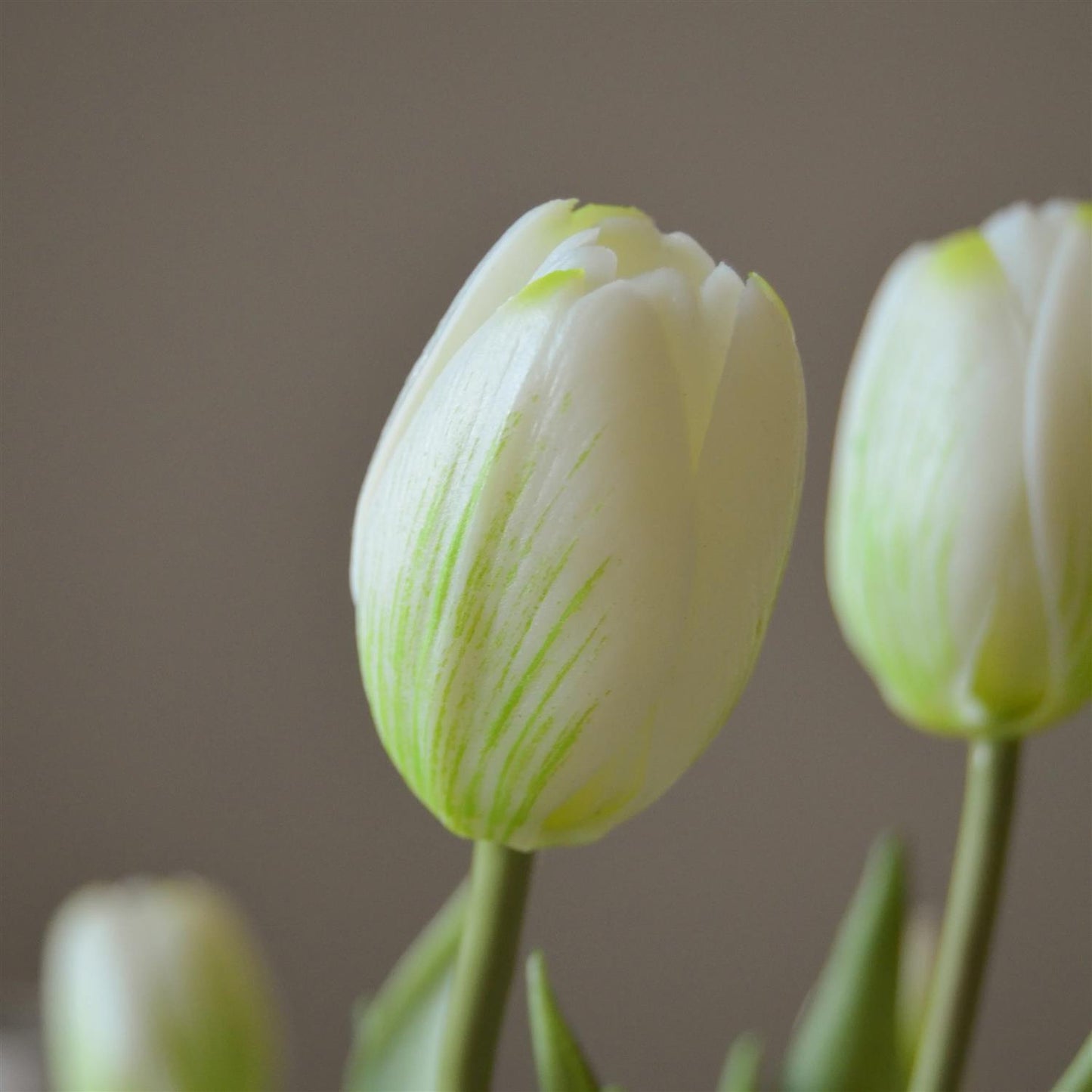 White tulip 5stk