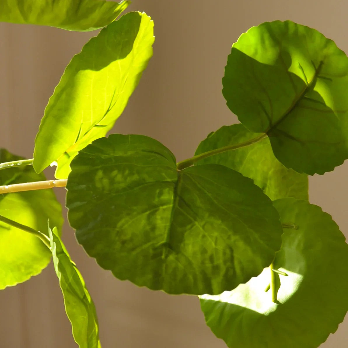 Green plum aralia leaves