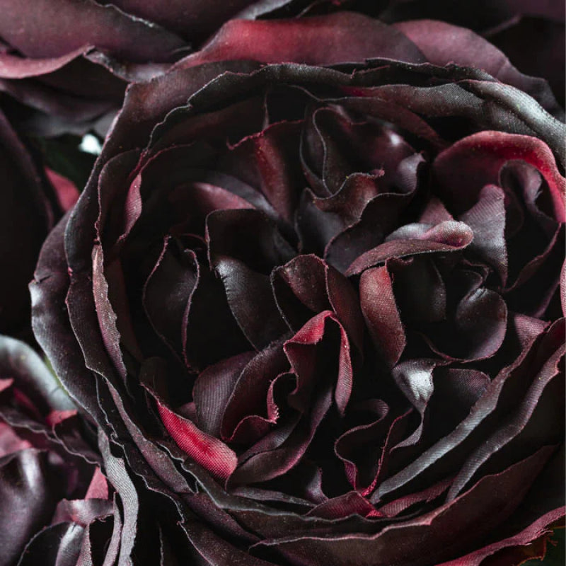 Rose Burgundy