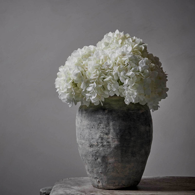Hydrangea Blanc