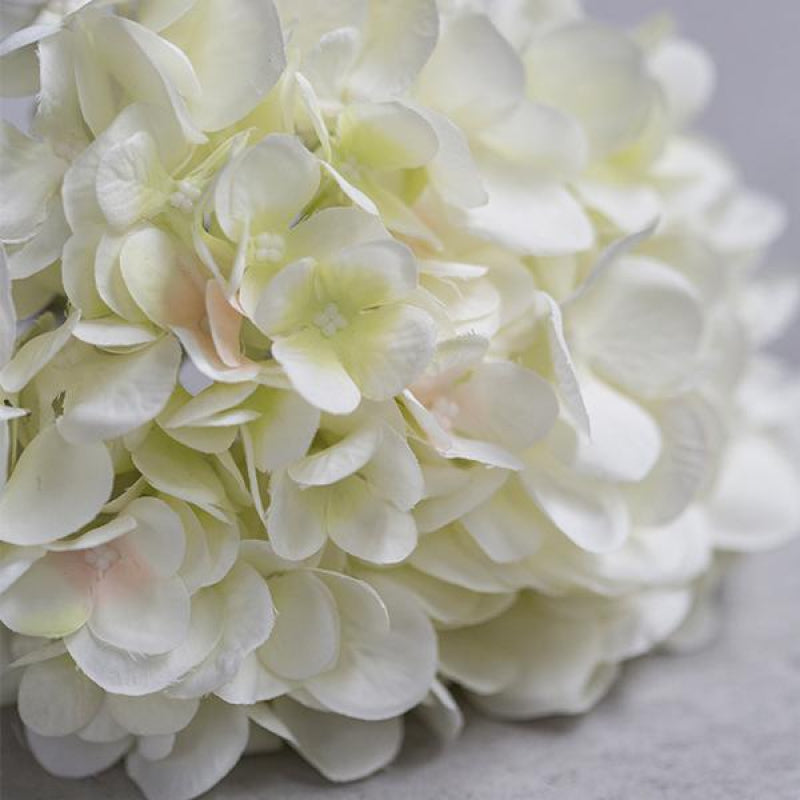Hydrangea Blanc