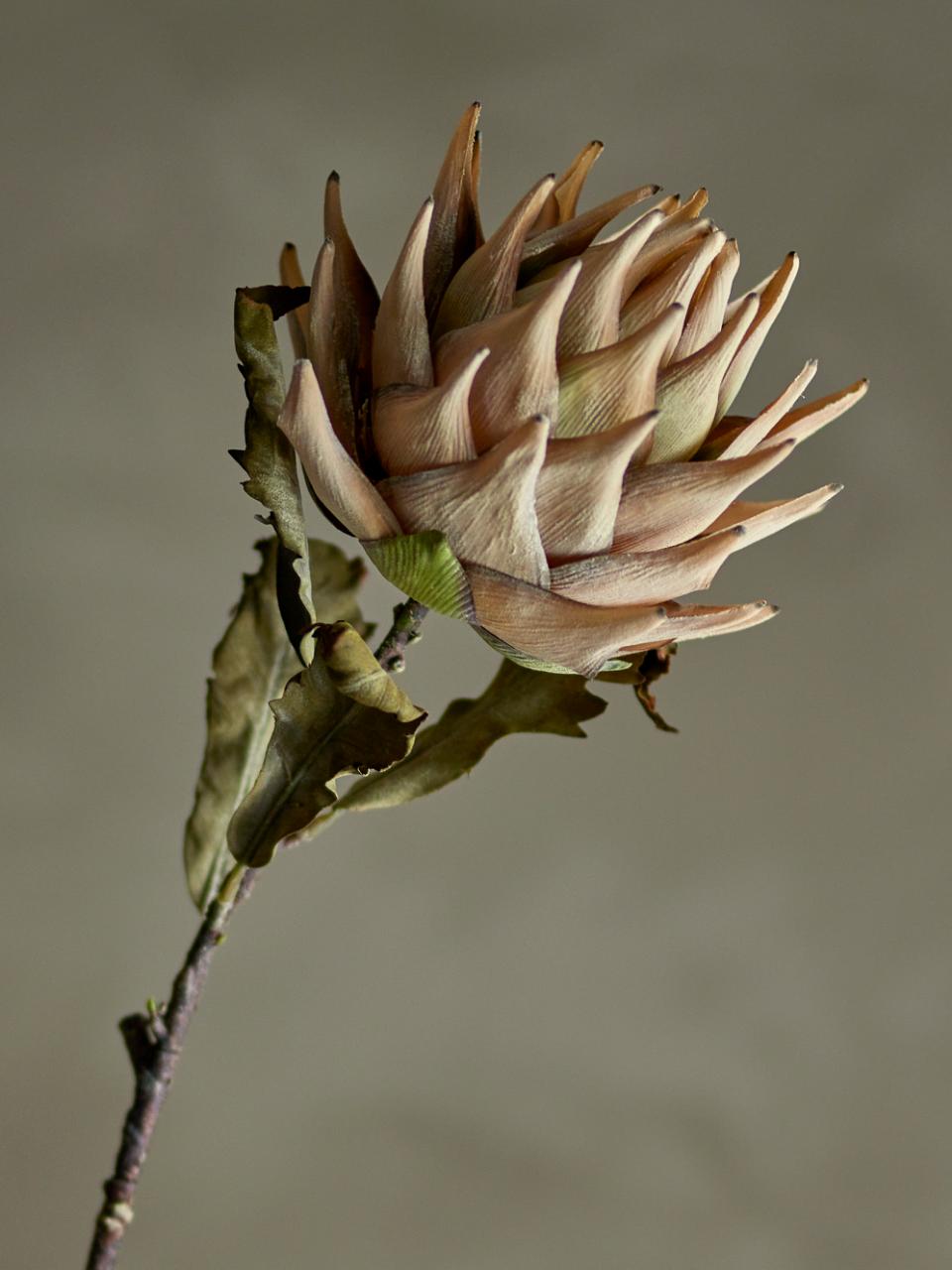 Protea stilk, natur