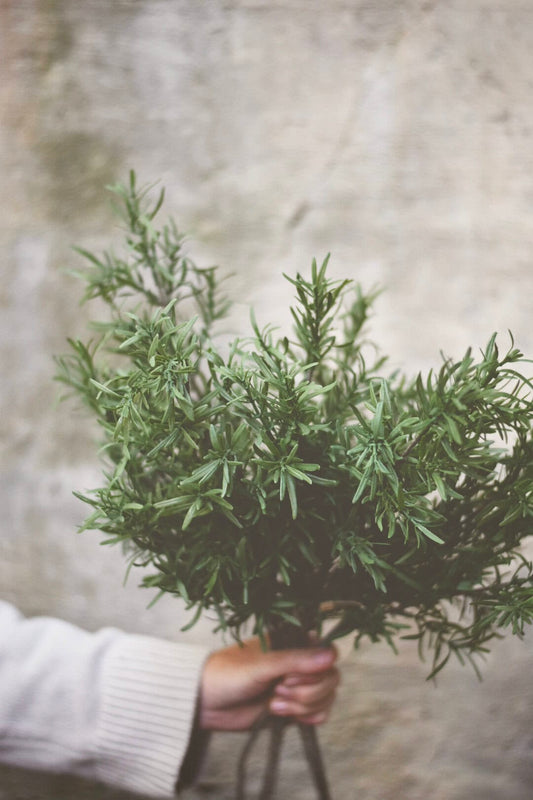 Rosmarinkvist 68 cm