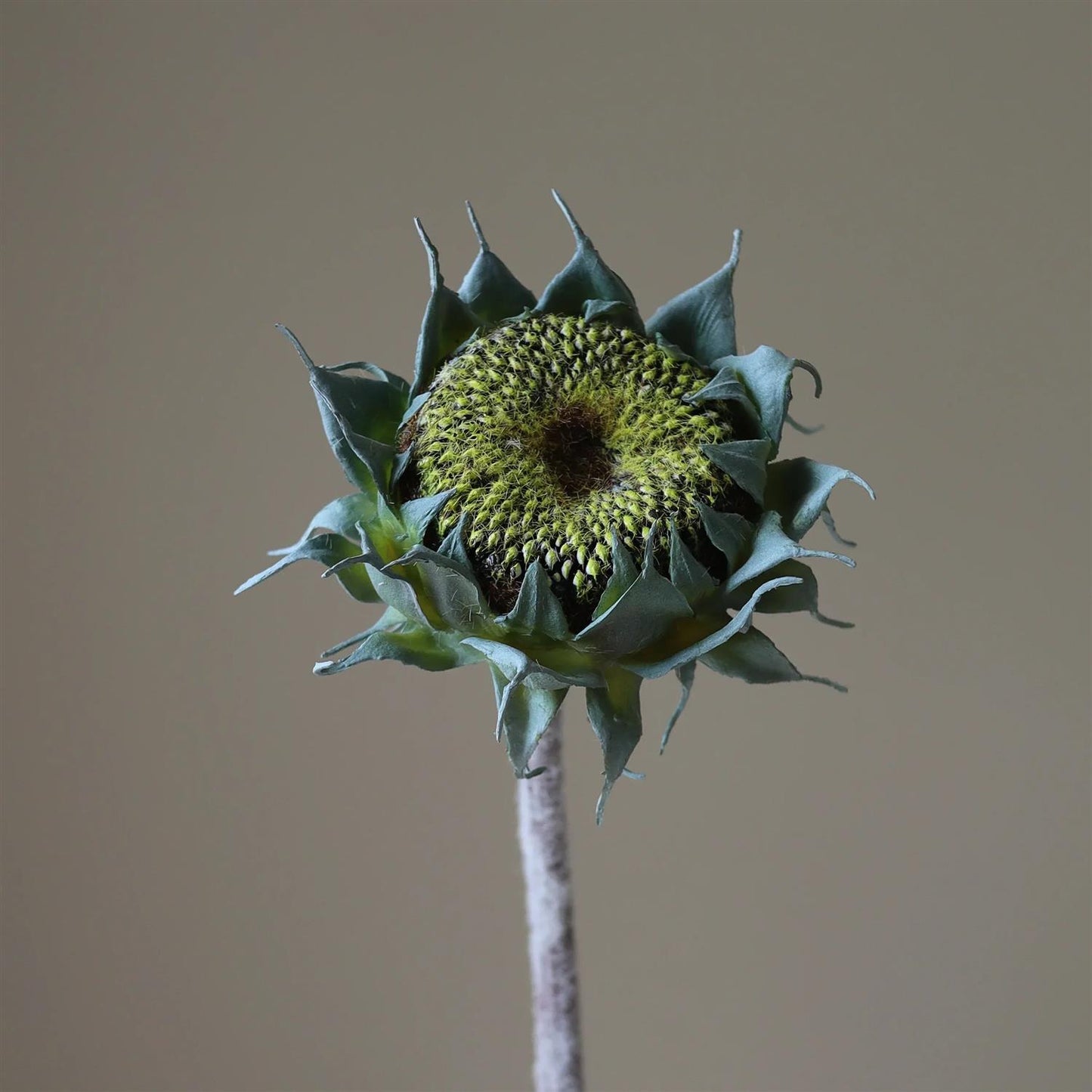 Green autumn sunflower