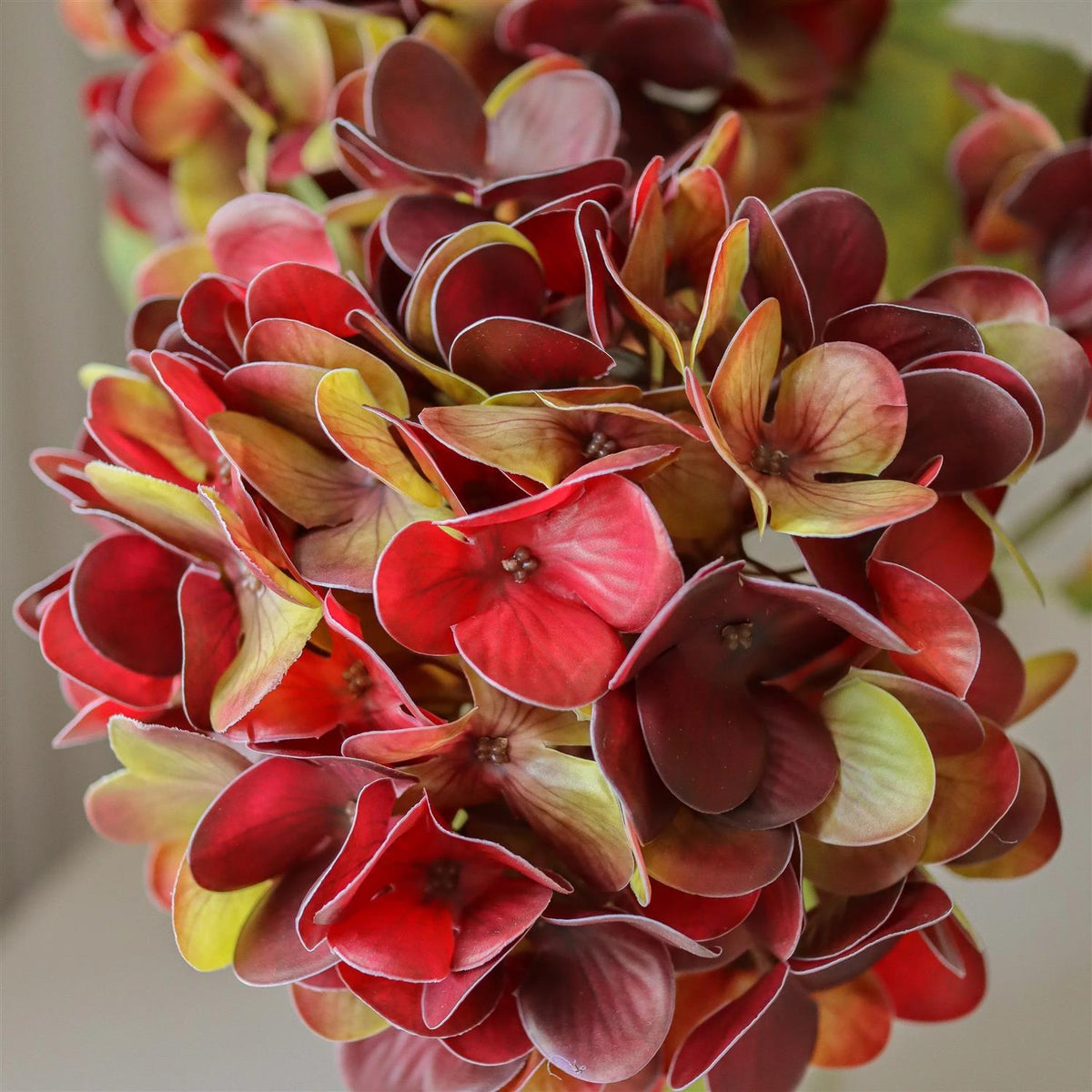 Deep burgundy hydrangea flower