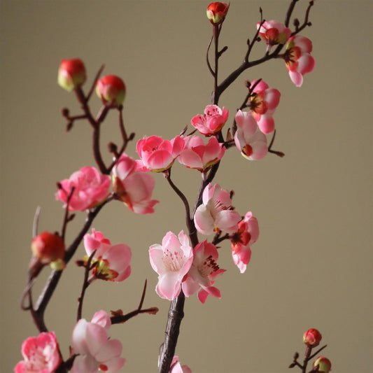 Pink plum blossom branch