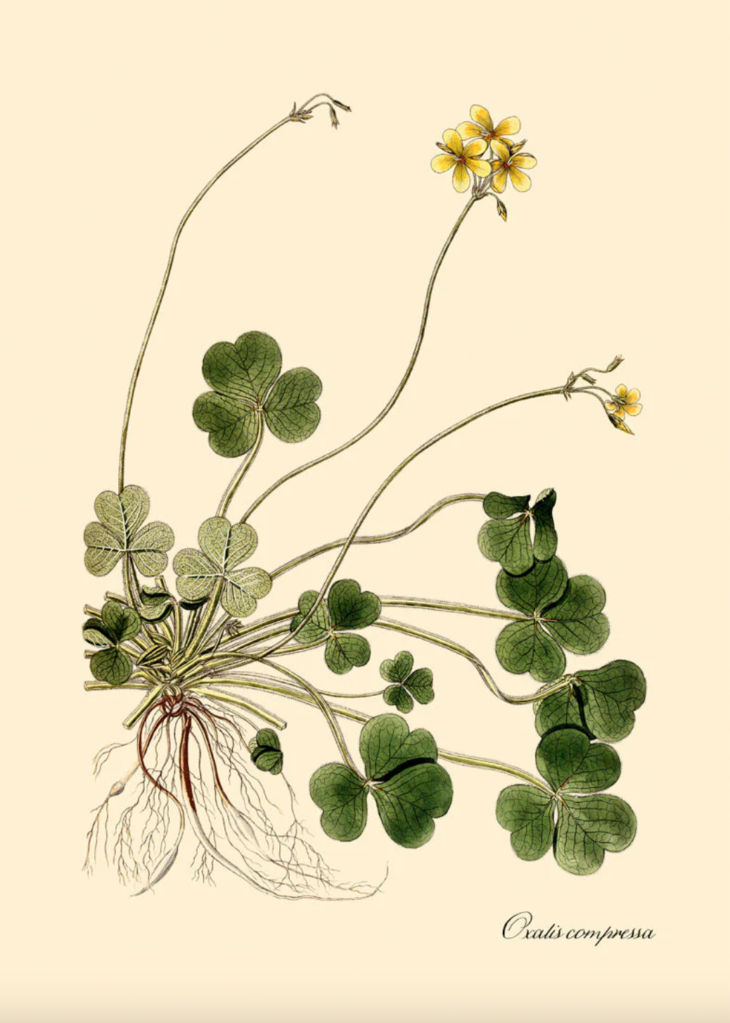 Oxalis Compressa - 50x70 eikeramme
