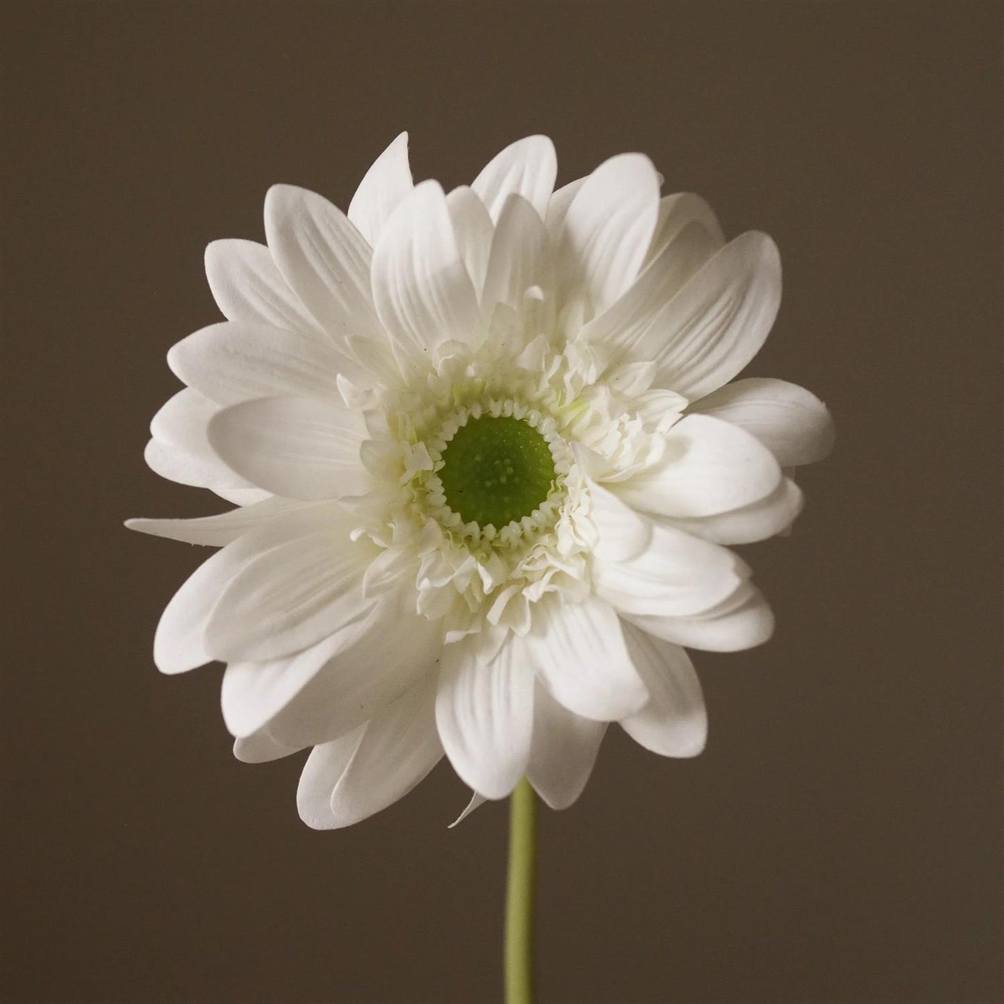 White Gerbera Daisy flower