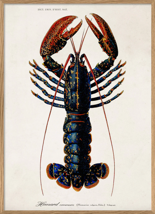 Lobster - 50x70 eikeramme