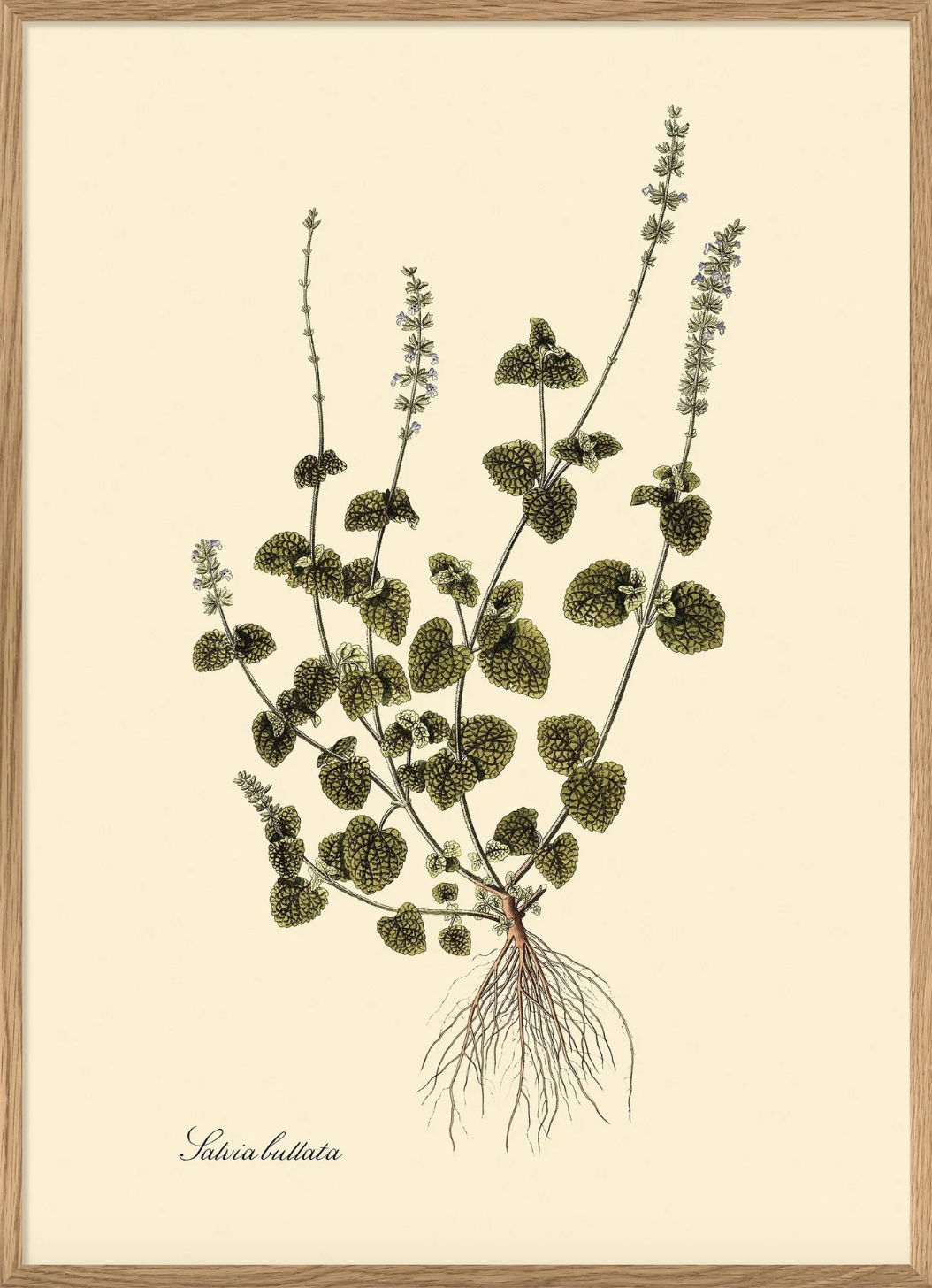 Salvia Bullata - 30x40 eikeramme