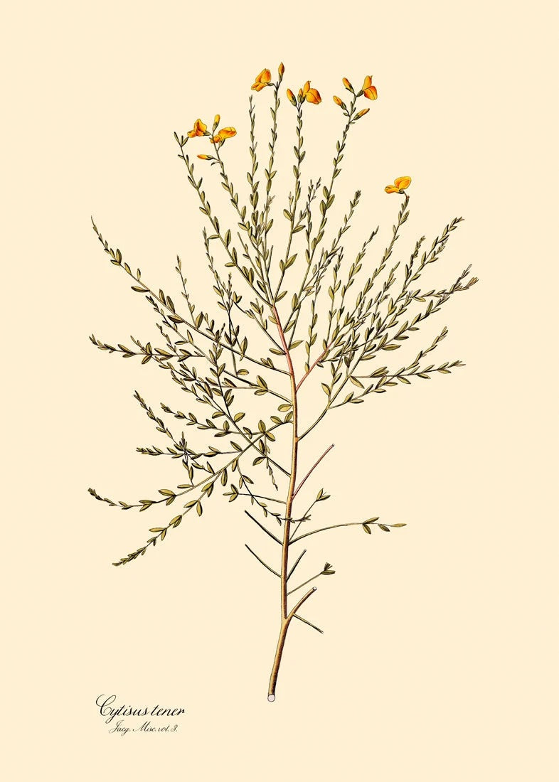 Cytisus Tener 30x40, eikeramme