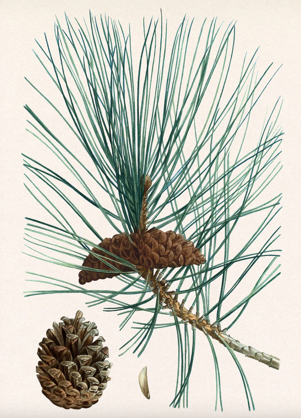 Pinus Laricio - 30x40 eikeramme