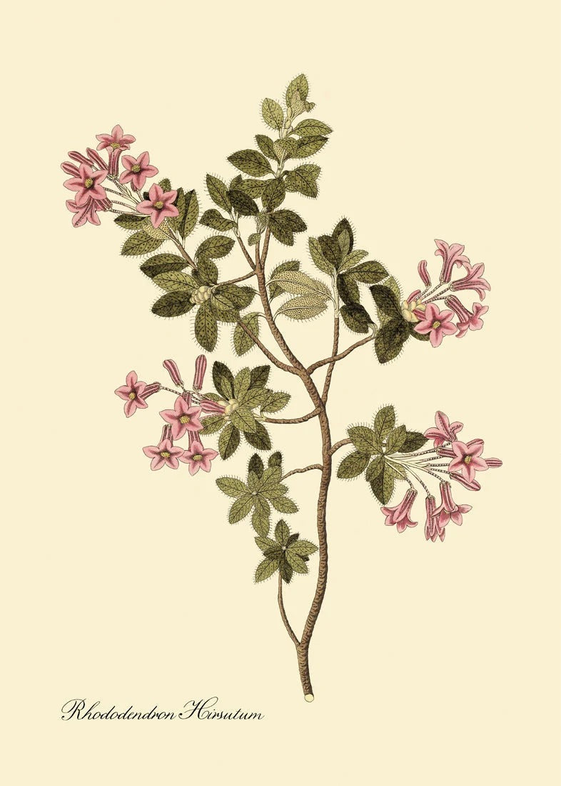 Rhododendron Hirsutum 30x40, eikeramme