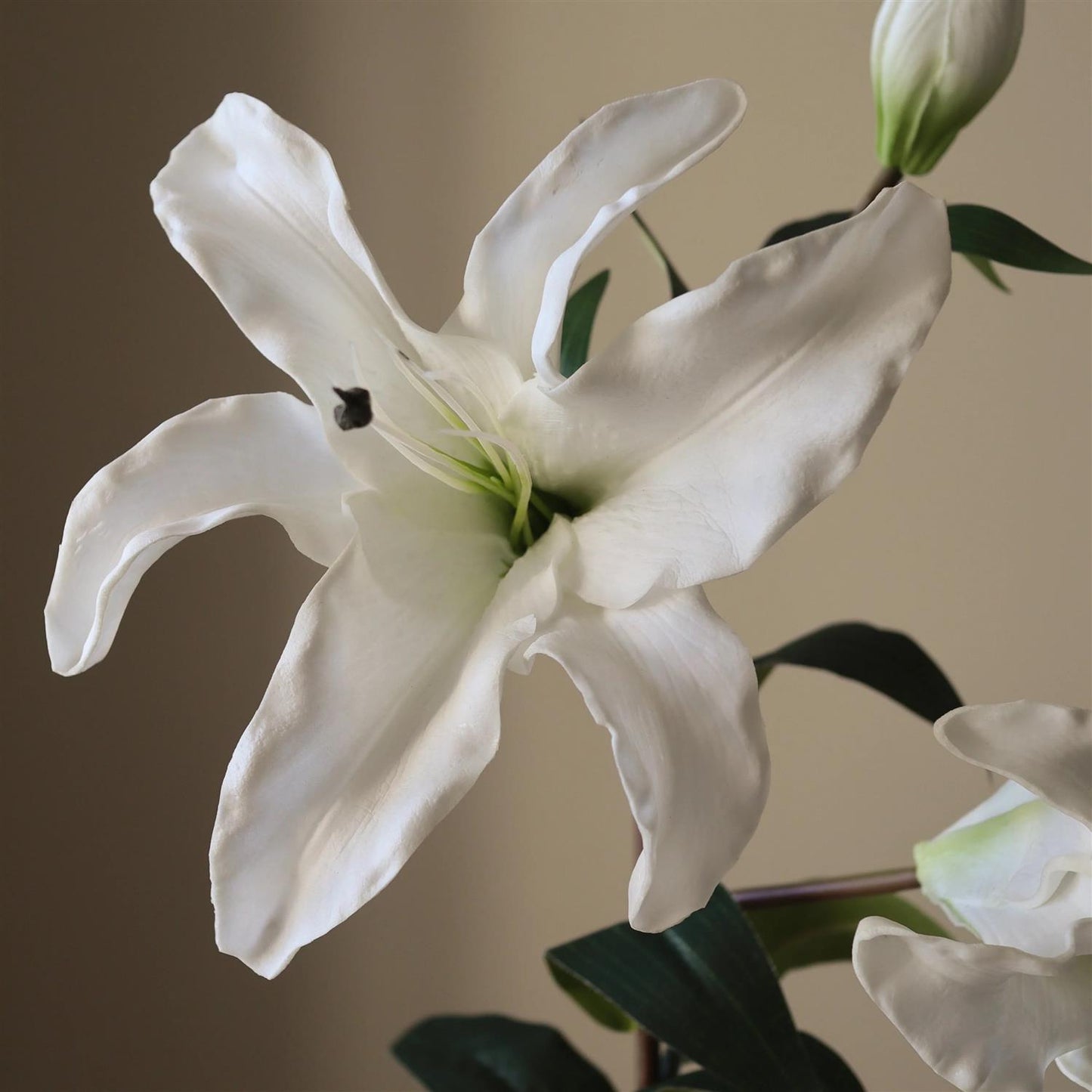 Unopened Lily flowe bud