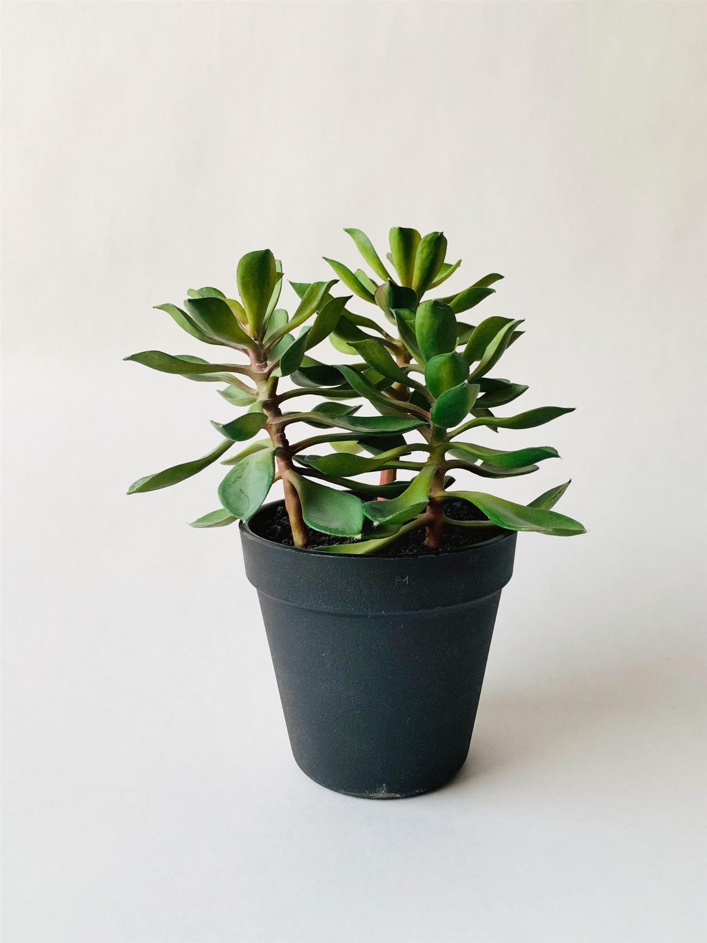 Sukkuent (pengetre) i potte, H21 cm