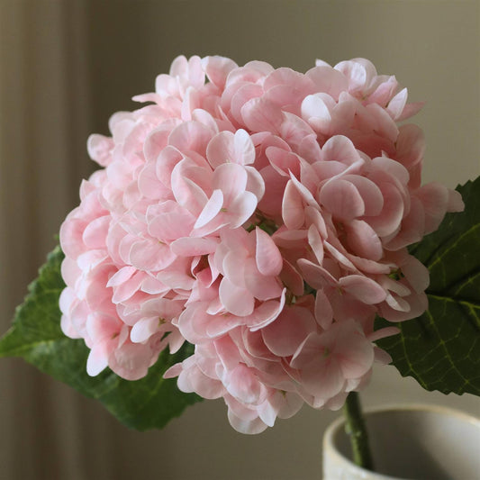 Light pink hydrangea flower