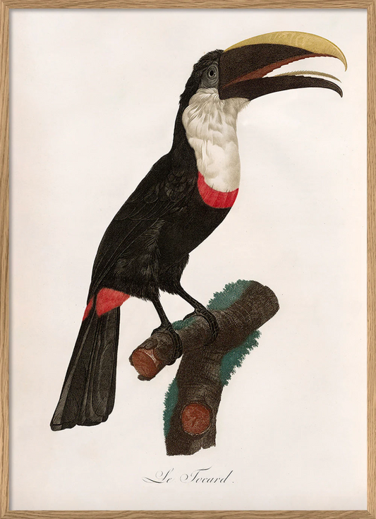 Le Toucan Tocard - 50x70 eikeramme