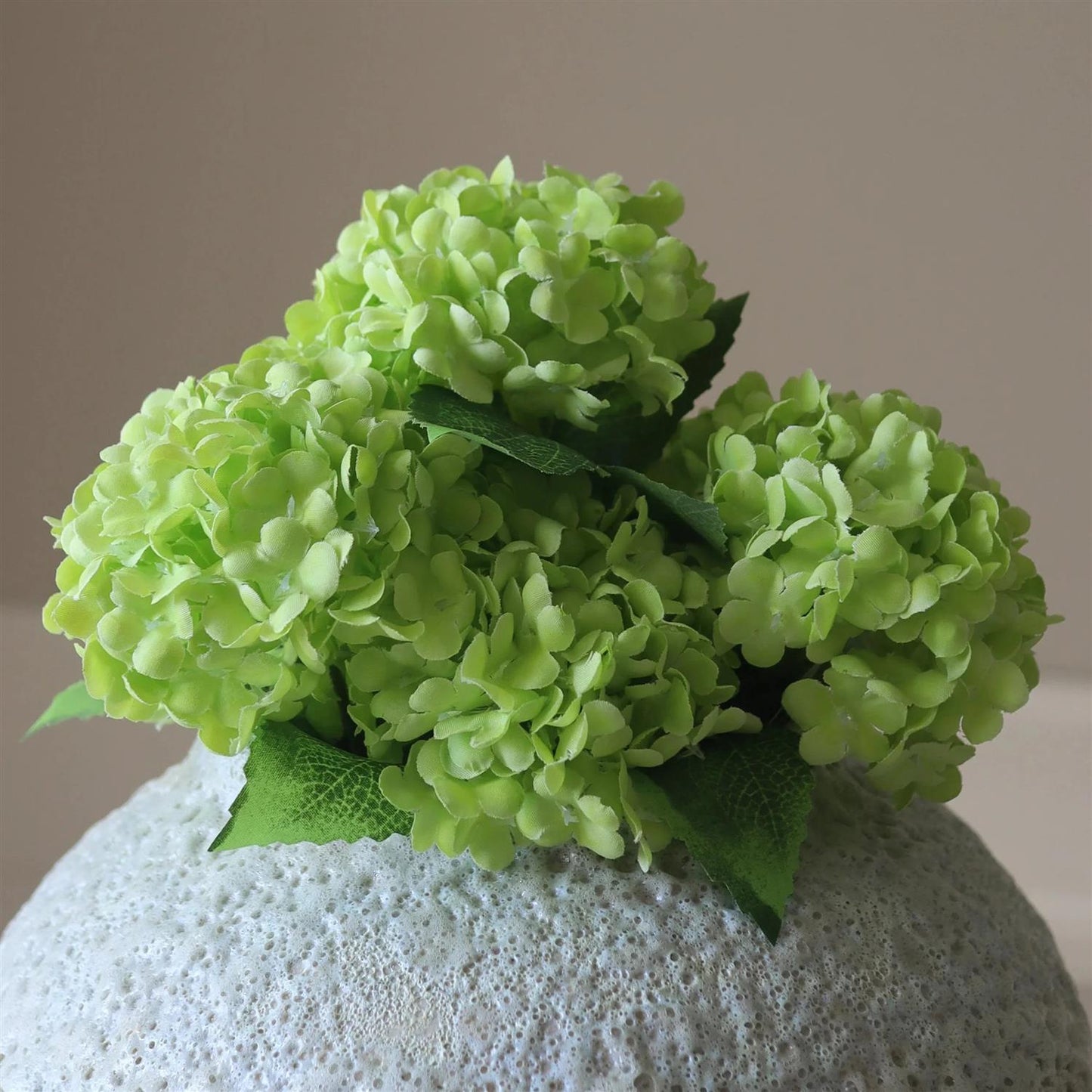 Green mini snowball hydrangea