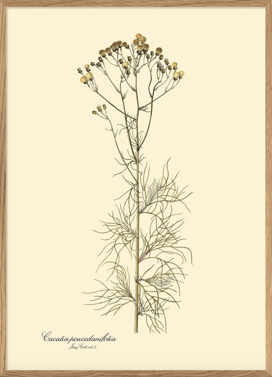 Cacalia Peucedanfolia - 30x40, eikeramme