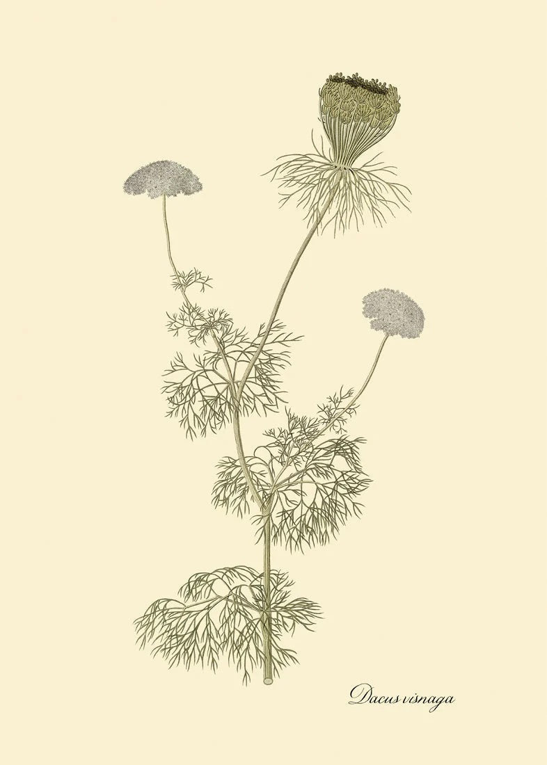 Dacusvisnaga - 30x40 eikeramme