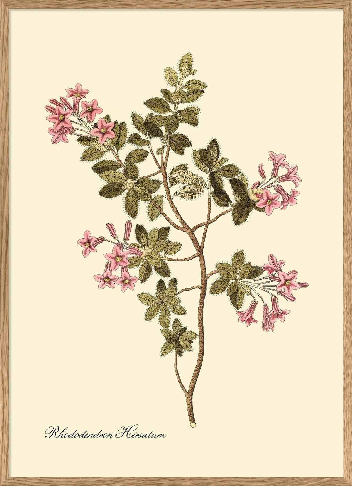 Rhododendron Hirsutum 30x40, eikeramme