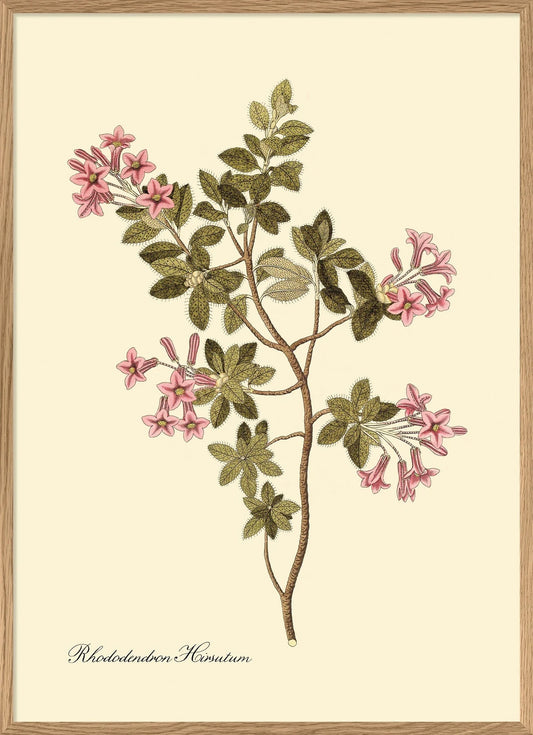 Rhododendron Hirsutum 30x40, eikeramme