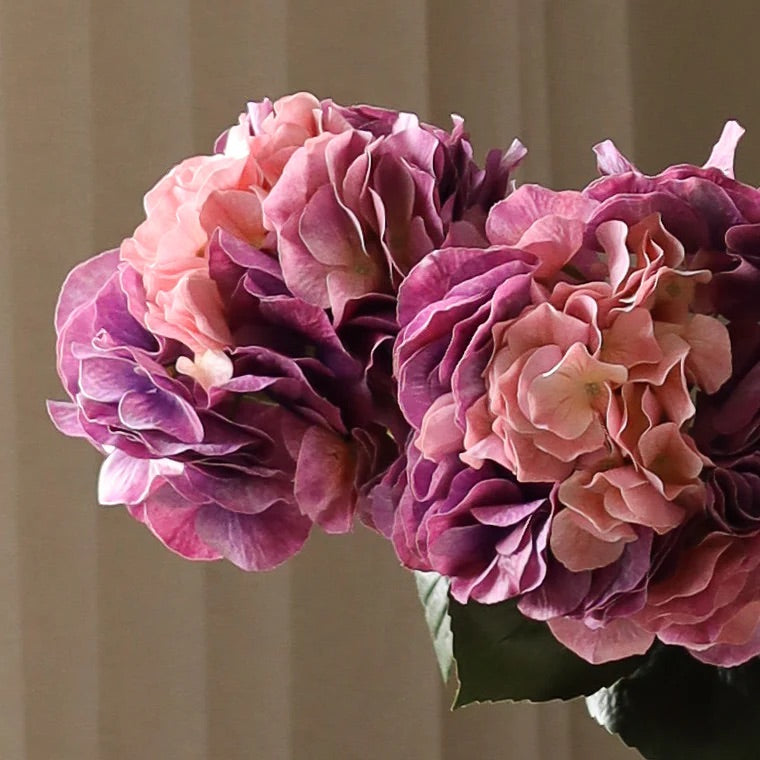 Faded pink hydrangea flower