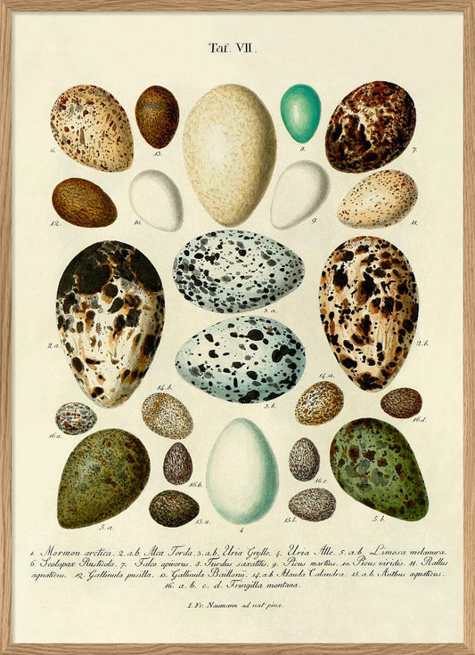 Eggs VII 50x70, eikeramme