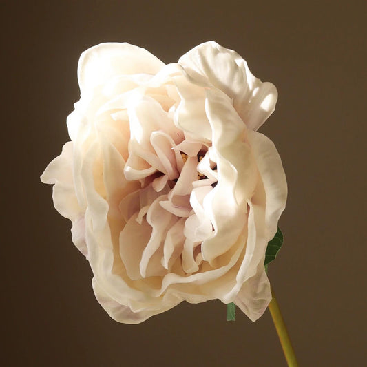 Light purple large peony flower
