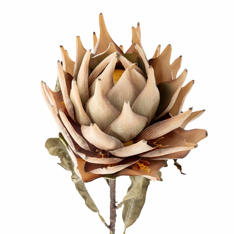 Protea stilk, natur