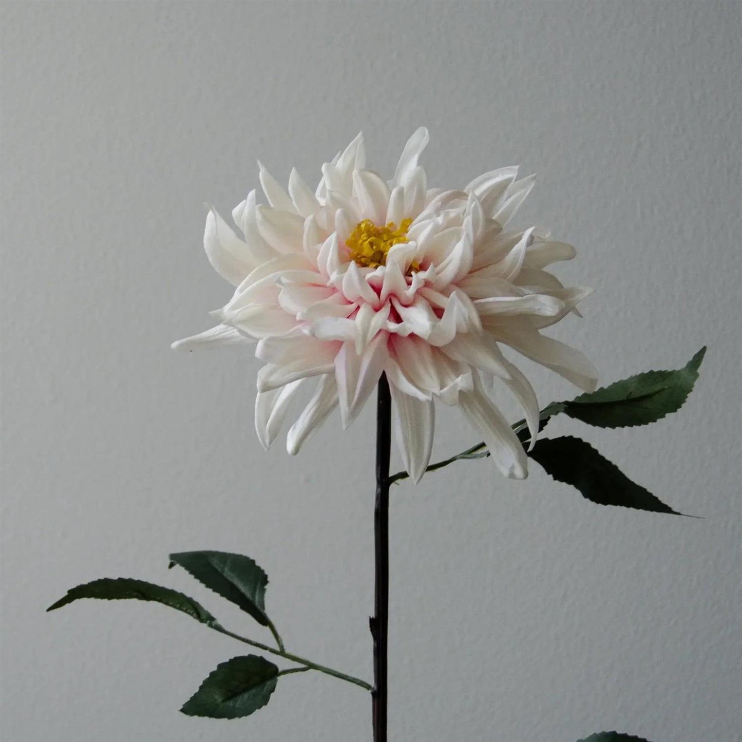 Light pink cactus Dahlia Flower