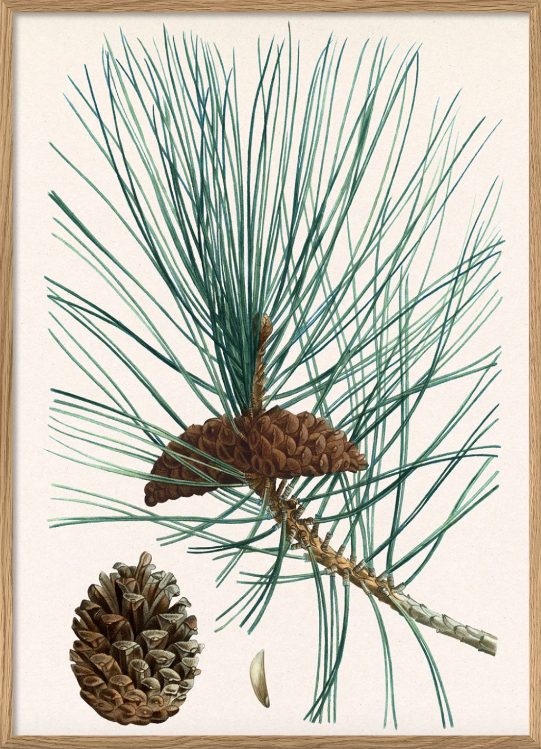 Pinus Laricio - 30x40 eikeramme