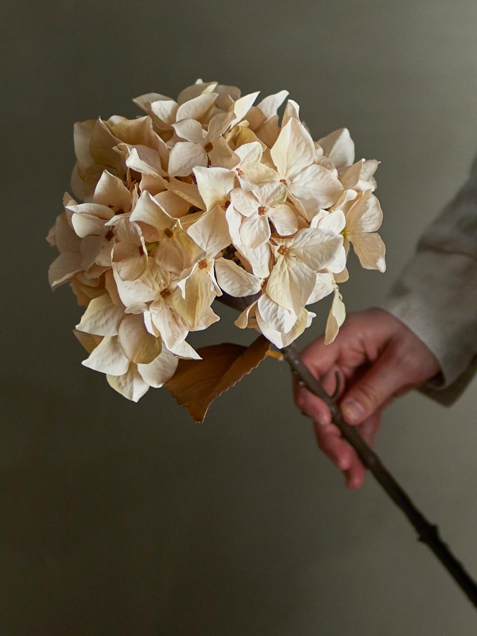 Hydrangea stilk, hvit