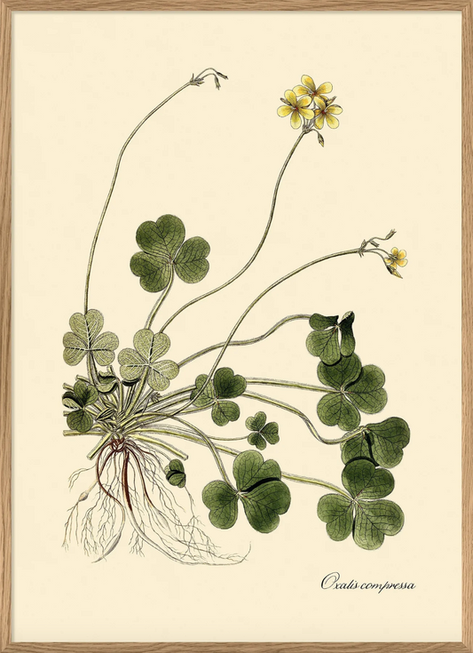 Oxalis Compressa - 50x70 eikeramme