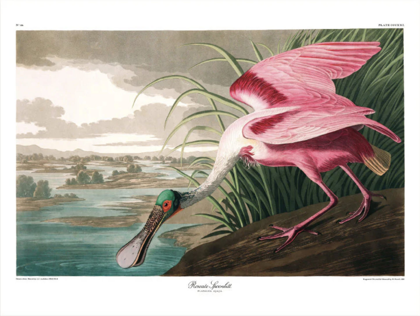 Roseate Spoonbill - 70x100 eikeramme